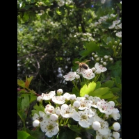 Aubepine, fleurs (Jarnioux - 69) (2)